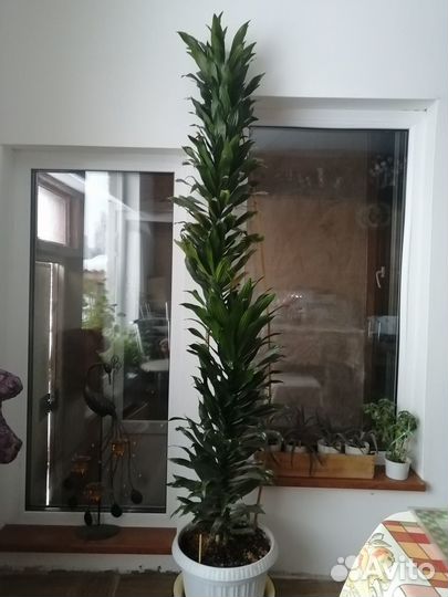 Продам цветы комнатные