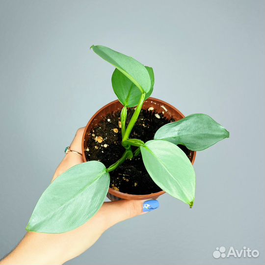 Филодендрон Хастатум Сильвер Квин Грей Даст