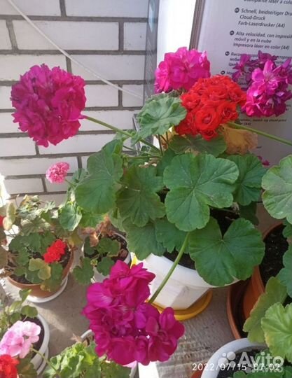 Пеларгония герань