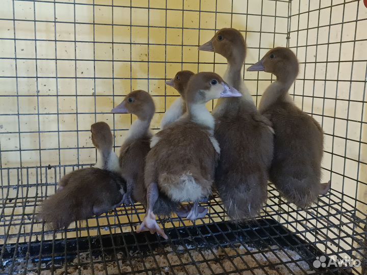 Подрощенные индоутята,окрас Красный бык