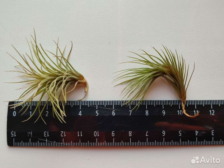 Тилландсия уснеевидная в панцире морского ежа