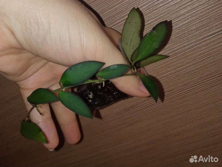 Хойя укорененные и срезом