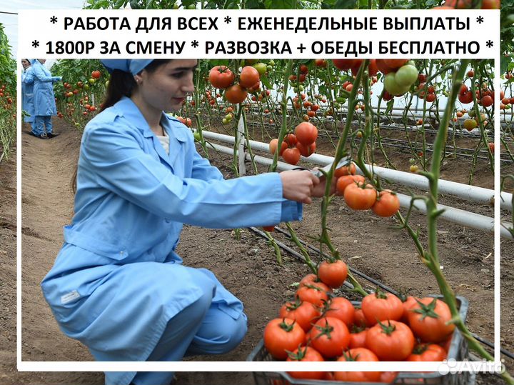 Сбор овощей Помидоры Еженедельные выплаты