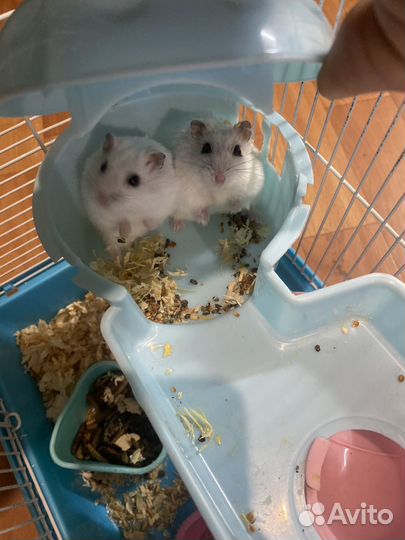 Джунгарский хомяк с клеткой