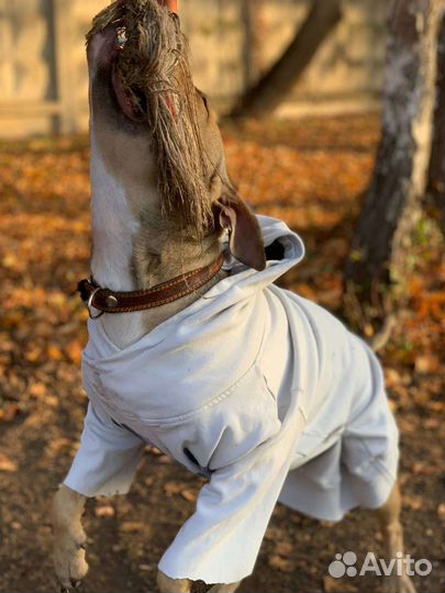 Красотка Дора Ищет Дом