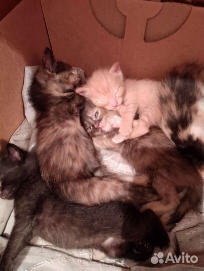 Милые котята