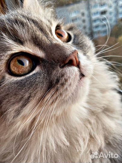 Кот для вязки порода Хайленд