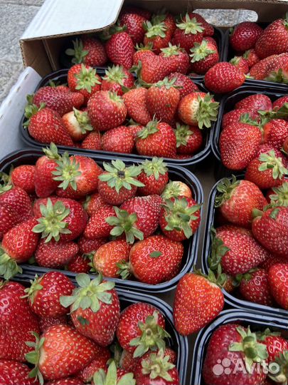 Клубника свежая отправка в регионы