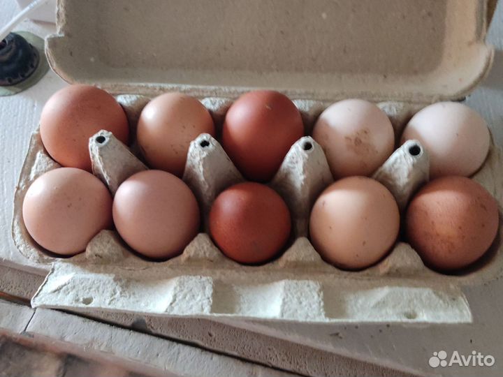 Яйцо для инкубации