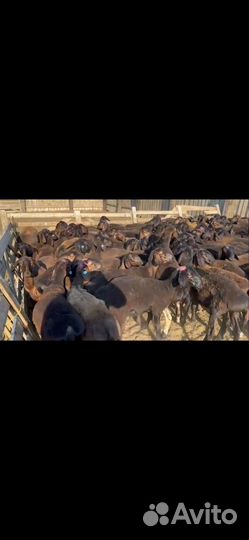 Ярки арашан