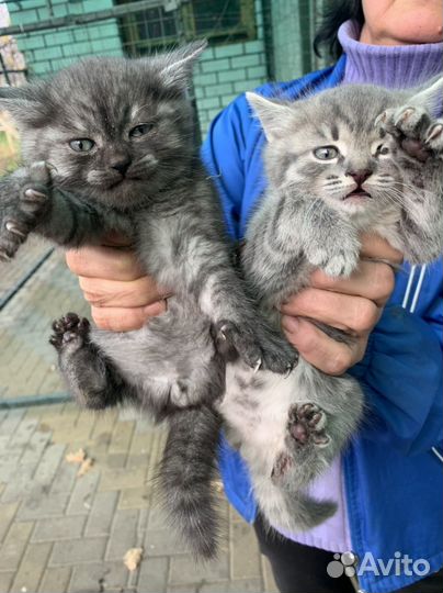 Кошка в дар