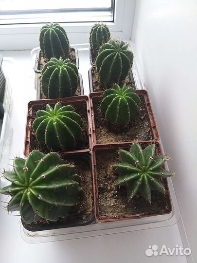 Кактус