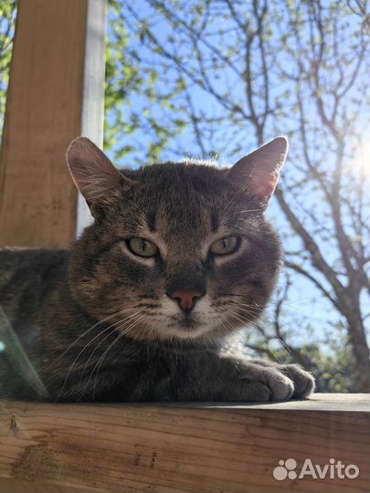 Кот в добрые руки