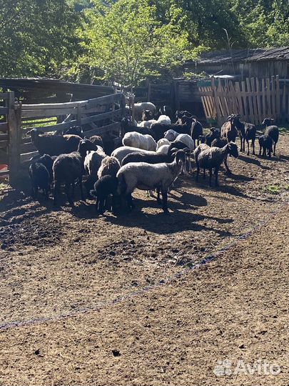 Овцы с ягнятоми