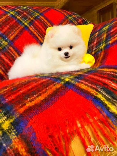 Померанский шпиц мини