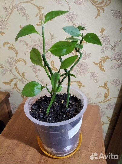 Педилантус