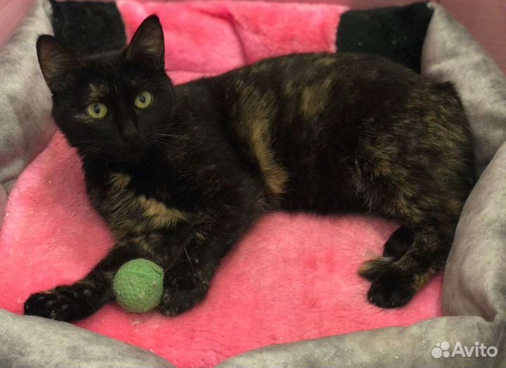 Кошка цвета счастья