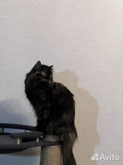 Кошечка хайленд скотиш страйт