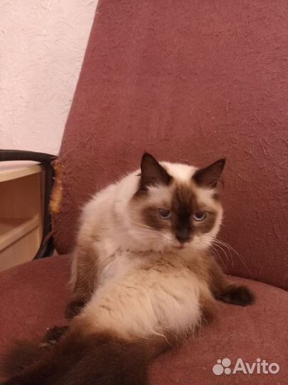 Невская маскарадная