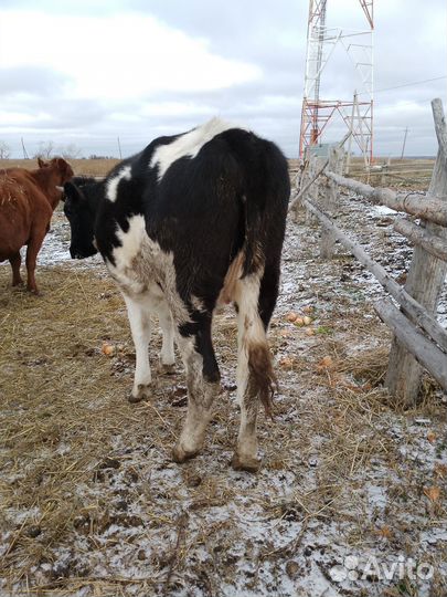 2 нетели,2 коровы