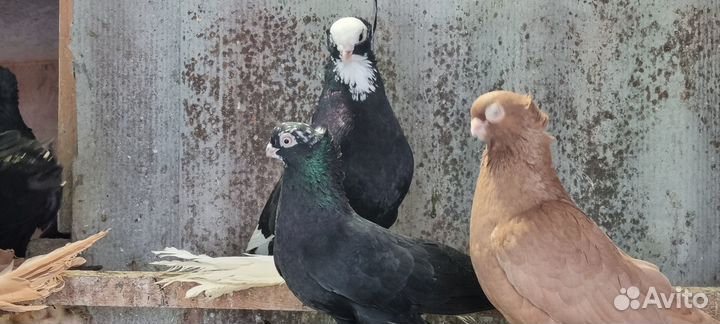 Продаю голубей