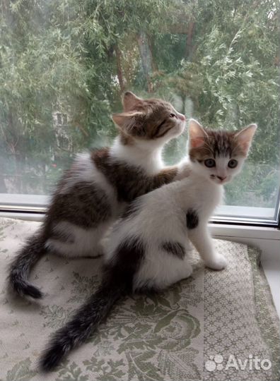 Котята мальчики в добрые руки