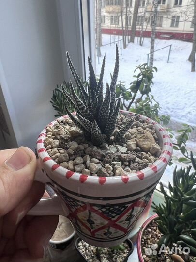 Эксклюзивный подарок Хавортия Зебра