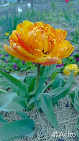 Луковицы тюльпанов