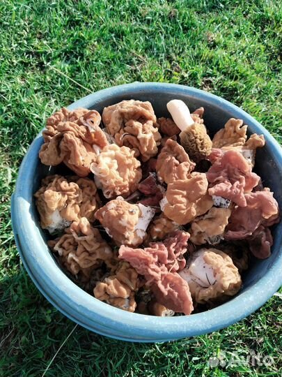 Грибы свежие