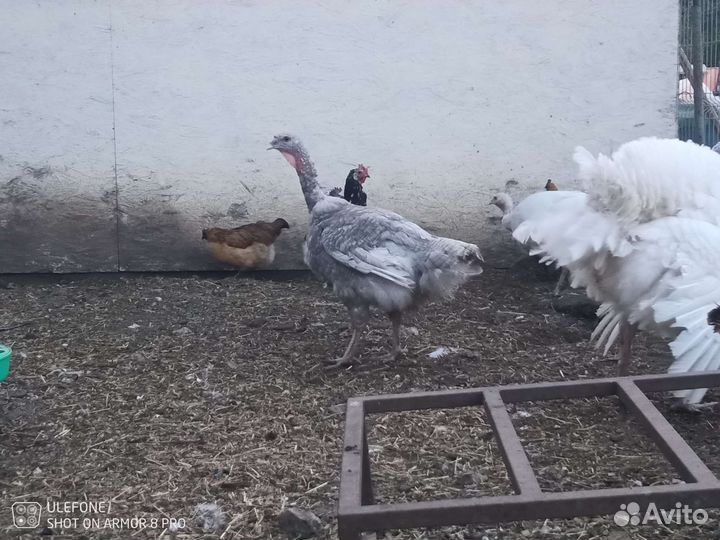 Пара индеек