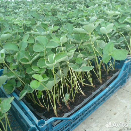 Рассада клубники опт/розница