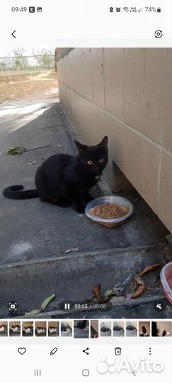 Котик Чарли ищет дом или передержку