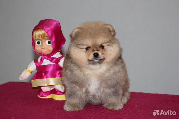 Мини шпиц мальчик медведь РКФ