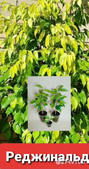 Фикус бенджамина 