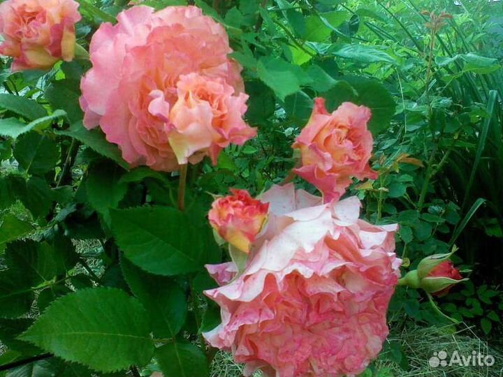 Роза флорибунда