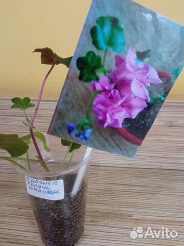 Герань ампельная сиреневая