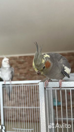 Попугаи Корелла