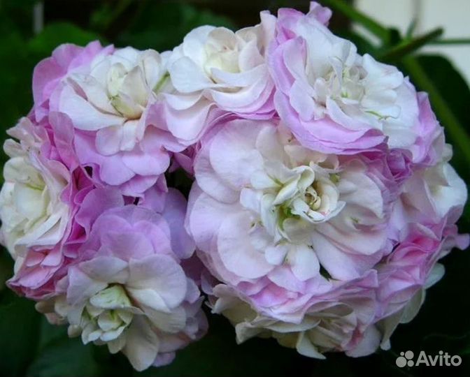 Пеларгония герани сортовые. Срезы, черенки, кашпо