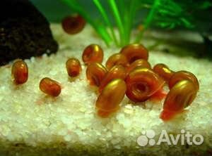 Улитка катушка красная и милания