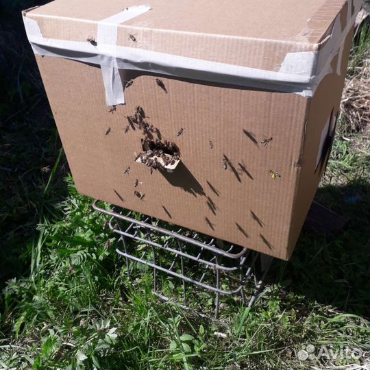 Пчелы, пчелопакеты