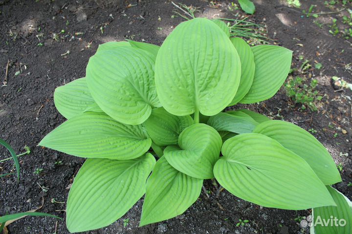 Хоста (саженцы)