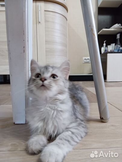 Отдам в добрые руки