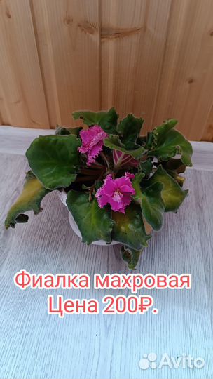 Комнатные цветы