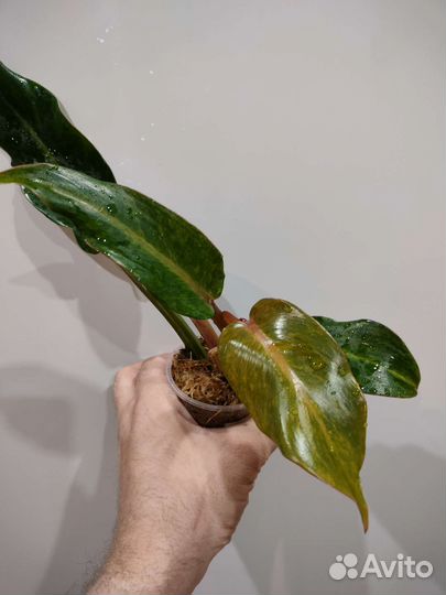 Диффенбахия Камуфляж и другие