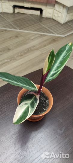 Строманта триколор