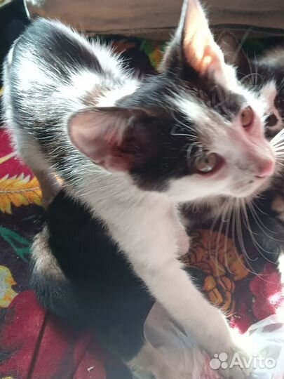 Котята на дачах