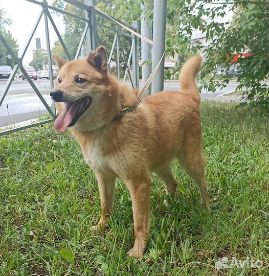 Славный мальчуган в добрые руки