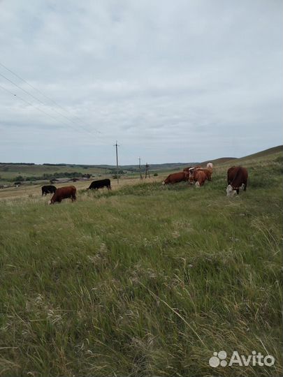 Коровы с быком