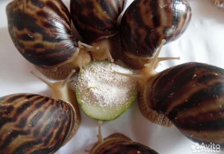 Кальций для улиток ахатин