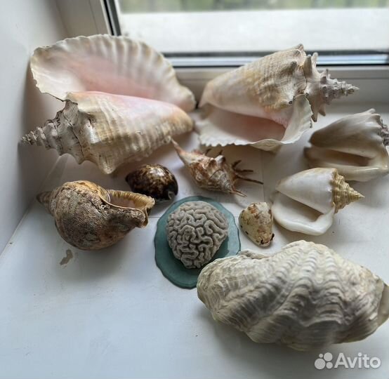 Ракушки и коралл